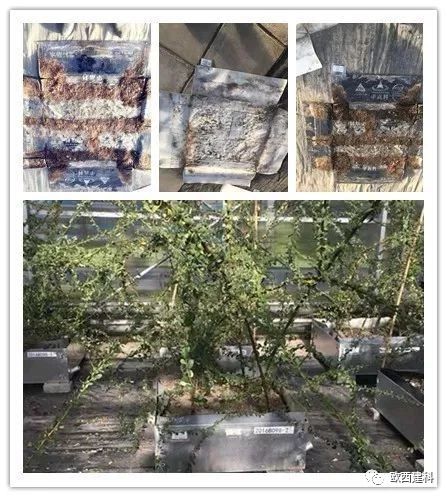 【喜大普奔】歐西建科耐根穿刺防水卷材順利通過北京園林所檢測(cè)！